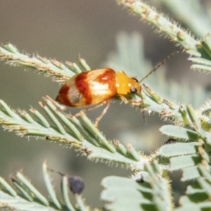 Monolepta juno at Lower Molonglo - 19 Jan 2024