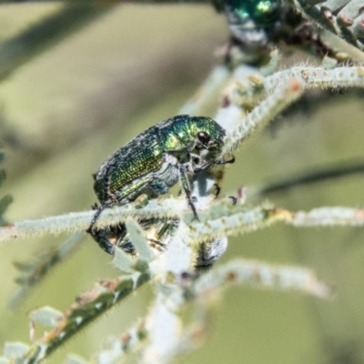 Diphucephala sp. (genus) (Green Scarab Beetle) at Lower Molonglo - 19 Jan 2024 by SWishart