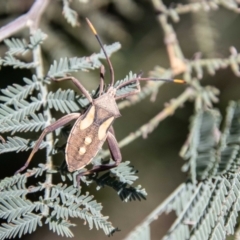 Mictis profana at Lower Molonglo - 19 Jan 2024