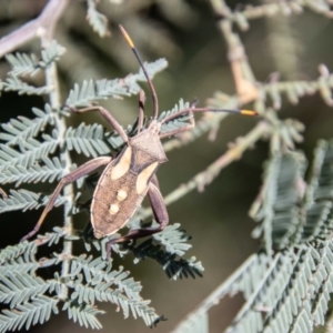 Mictis profana at Lower Molonglo - 19 Jan 2024