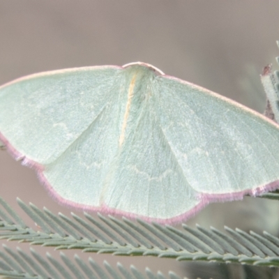 Chlorocoma vertumnaria (Red-fringed Emerald) at Strathnairn, ACT - 19 Jan 2024 by SWishart