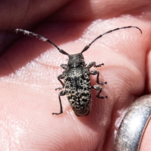 Ancita australis at Lower Molonglo - 19 Jan 2024