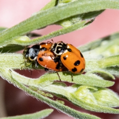 Hippodamia variegata (Spotted Amber Ladybird) at Strathnairn, ACT - 19 Jan 2024 by SWishart