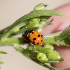 Hippodamia variegata at Molonglo River Reserve - 19 Jan 2024