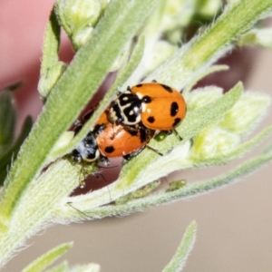 Hippodamia variegata at Molonglo River Reserve - 19 Jan 2024 11:44 AM