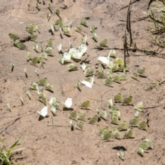 Pieris rapae (Cabbage White) at Lower Molonglo - 19 Jan 2024 by SWishart