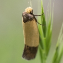 Edosa / TineaX (Tineaidae / Incurvariidae) at Namadgi National Park - 26 Jan 2024 by patrickcox