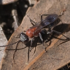 Psoropempula sp. (genus) (A spider wasp) at Block 402 - 28 Jan 2024 by patrickcox