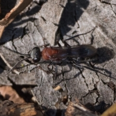 Psoropempula sp. (genus) at Denman Prospect 2 Estate Deferred Area (Block 12) - 28 Jan 2024 05:00 AM