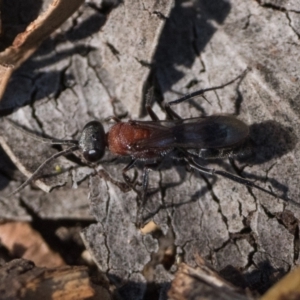 Psoropempula sp. (genus) at Denman Prospect 2 Estate Deferred Area (Block 12) - 28 Jan 2024 05:00 AM