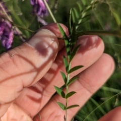 Vicia villosa (Russian Vetch) at Bonython, ACT - 28 Jan 2024 by brettguy80