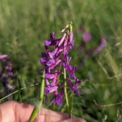 Vicia villosa at Stranger Pond - 28 Jan 2024 05:10 PM