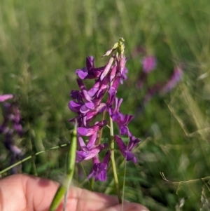 Vicia villosa at Stranger Pond - 28 Jan 2024 05:10 PM