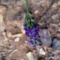 Cullen tenax (Tough Scurf-Pea) at Mount Majura - 25 Jan 2024 by JenniM