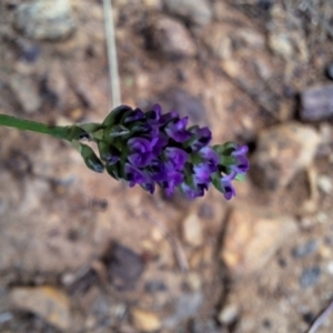 Cullen tenax at Mount Majura - 25 Jan 2024