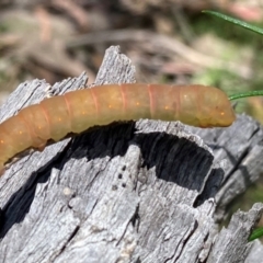 Geometridae (family) IMMATURE at Rob Roy Range - 28 Jan 2024 by Shazw
