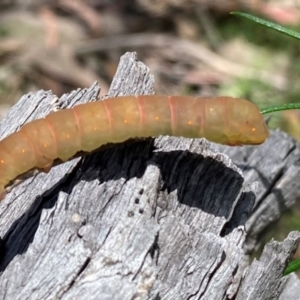 Geometridae (family) IMMATURE at Rob Roy Range - 28 Jan 2024