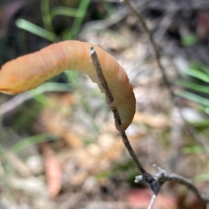 Geometridae (family) IMMATURE at Rob Roy Range - 28 Jan 2024