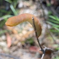 Geometridae (family) IMMATURE at Rob Roy Range - 28 Jan 2024