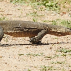 Varanus rosenbergi (Heath or Rosenberg's Monitor) at Booth, ACT - 28 Jan 2024 by JohnBundock