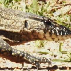 Varanus rosenbergi at Namadgi National Park - 28 Jan 2024