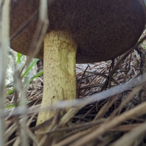 Suillus granulatus at Giralang, ACT - 28 Jan 2024