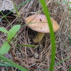 Suillus granulatus at Giralang, ACT - 28 Jan 2024 02:37 PM