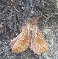 Elhamma australasiae (A Swift or Ghost moth (Hepialidae)) at Lower Cotter Catchment - 28 Jan 2024 by Harrisi