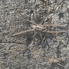 Dolomedes (genus) (Fishing spider) at Lower Cotter Catchment - 28 Jan 2024 by Harrisi