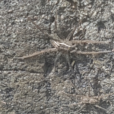 Dolomedes (genus) (Fishing spider) at Lower Cotter Catchment - 28 Jan 2024 by Harrisi