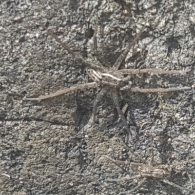 Dolomedes sp. (genus) (Fishing spider) at Uriarra Village, ACT - 28 Jan 2024 by Harrisi