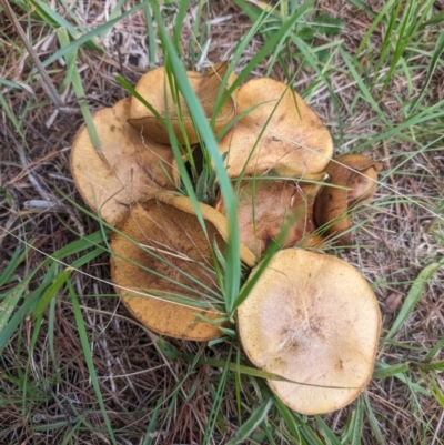 Suillus granulatus (Weeping Bolete) at Giralang, ACT - 28 Jan 2024 by AlexGM