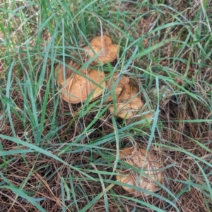 Suillus granulatus at Giralang, ACT - 28 Jan 2024