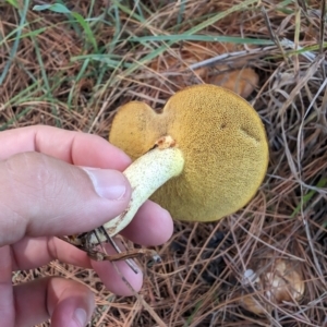 Suillus granulatus at Giralang, ACT - 28 Jan 2024