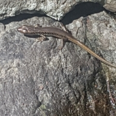 Eulamprus heatwolei (Yellow-bellied Water Skink) at Uriarra Village, ACT - 28 Jan 2024 by Harrisi