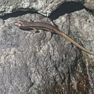 Eulamprus heatwolei at Lower Cotter Catchment - 28 Jan 2024 05:17 PM