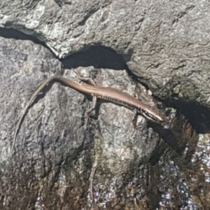 Eulamprus heatwolei at Lower Cotter Catchment - 28 Jan 2024 05:17 PM