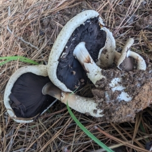 Agaricus sp. at Giralang, ACT - 28 Jan 2024 02:32 PM