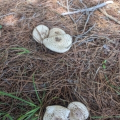 Agaricus sp. at Giralang, ACT - 28 Jan 2024 02:32 PM