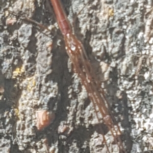 Tetragnatha sp. (genus) at Lower Cotter Catchment - 28 Jan 2024 05:16 PM