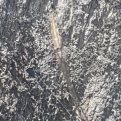 Tetragnatha sp. (genus) at Lower Cotter Catchment - 28 Jan 2024