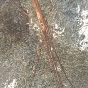 Tetragnatha sp. (genus) at Lower Cotter Catchment - 28 Jan 2024 05:16 PM