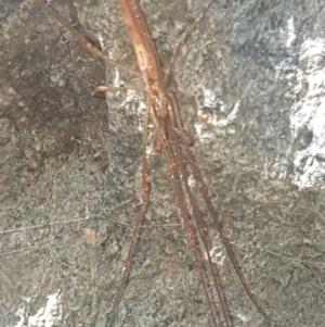 Tetragnatha sp. (genus) at Lower Cotter Catchment - 28 Jan 2024
