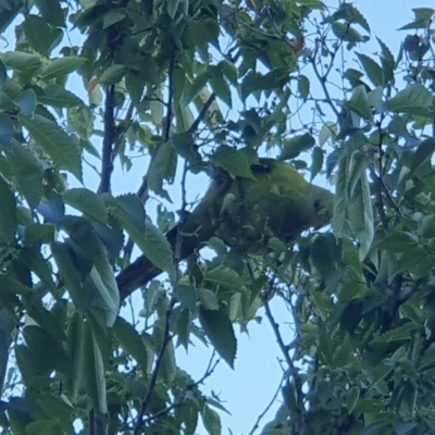 Polytelis swainsonii (Superb Parrot) at Lake Ginninderra - 28 Jan 2024 by Coran