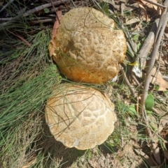 Unverified Fungus at QPRC LGA - 28 Jan 2024 by AlexGM