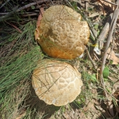 Unidentified Fungus at QPRC LGA - 28 Jan 2024 by AlexGM