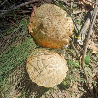 Unidentified Fungus at QPRC LGA - 28 Jan 2024 by AlexGM