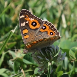 Junonia villida at Greenway, ACT - 28 Jan 2024 12:17 PM