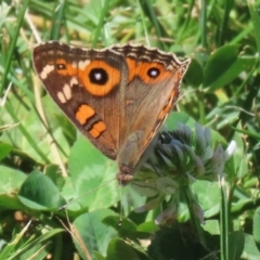 Junonia villida at Greenway, ACT - 28 Jan 2024