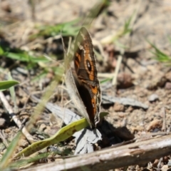 Junonia villida at Greenway, ACT - 28 Jan 2024 12:17 PM